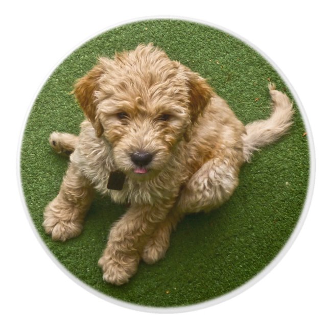 Bouton De Porte En Céramique Chiot adorable (Devant)