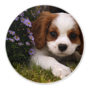 Bouton De Porte En Céramique Chiot cavalier d'épagneul du Roi Charles derrièr