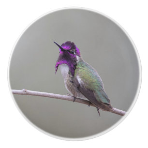 Bouton De Porte En Céramique Colibri de Costa