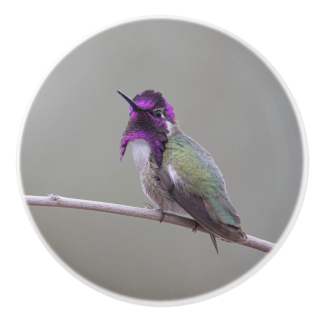 Bouton De Porte En Céramique Colibri de Costa (Devant)