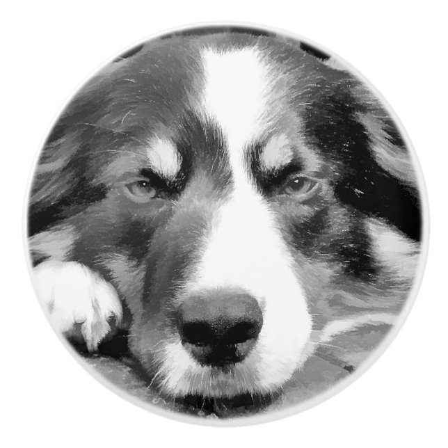 BOUTON DE PORTE EN CÉRAMIQUE COLLIE FRONTALIÈRE (Devant)