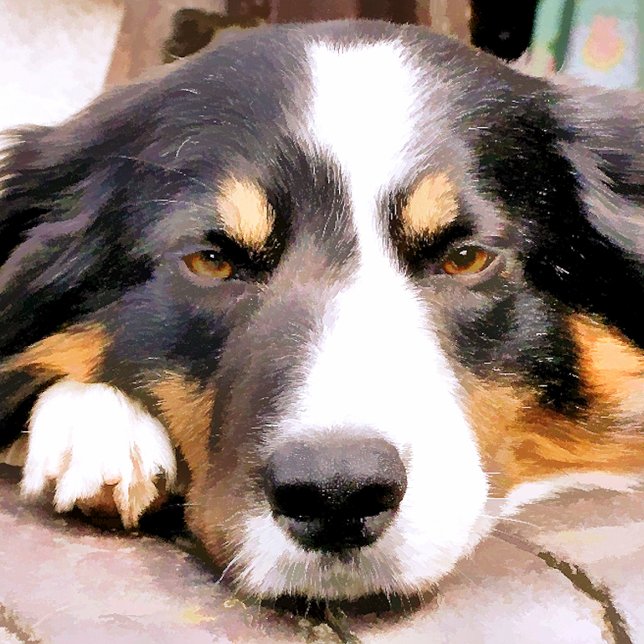 BOUTON DE PORTE EN CÉRAMIQUE COLLIE FRONTALIÈRE (Créateur téléchargé)