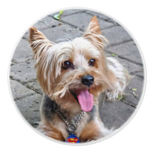 Bouton De Porte En Céramique Cute Terrier