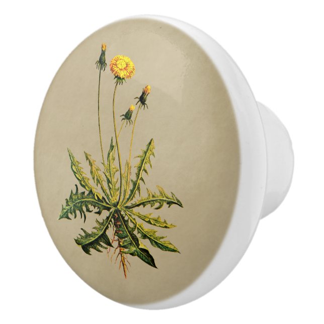 Bouton De Porte En Céramique Dandelion Sur Vieux Papier (Droite)