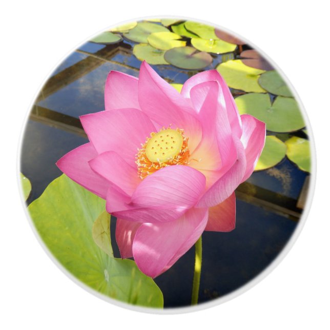 Bouton De Porte En Céramique Eau Lily Ceramic Knob (Devant)
