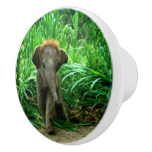 Éléphant et herbe
