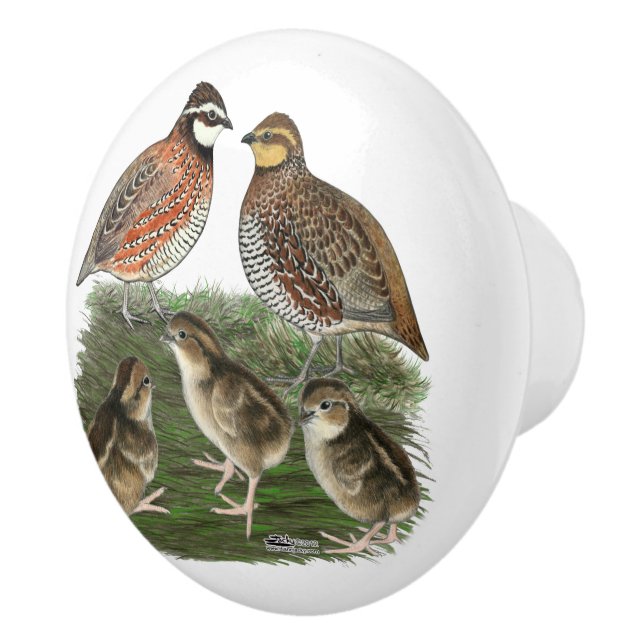 Bouton De Porte En Céramique Famille Bobwhite Quail (Droite)