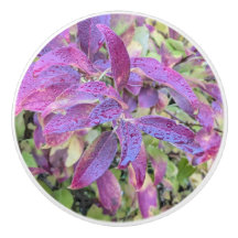 Feuilles d'automne violettes
