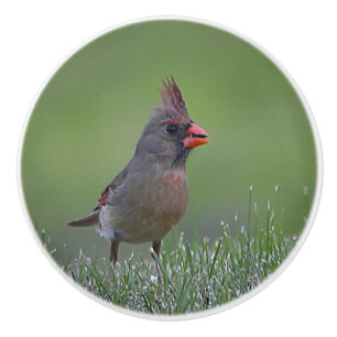 Bouton De Porte En Céramique Fille Cardinal Ceramic Knob