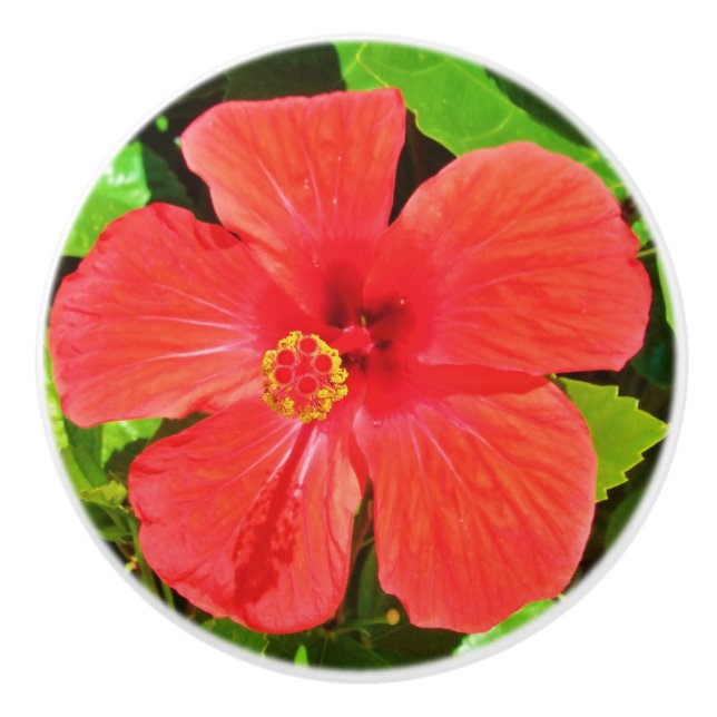 Bouton De Porte En Céramique Fleur d'Hibiscus tropical (Devant)