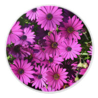 Fleurs d'ostéospermum pourpres