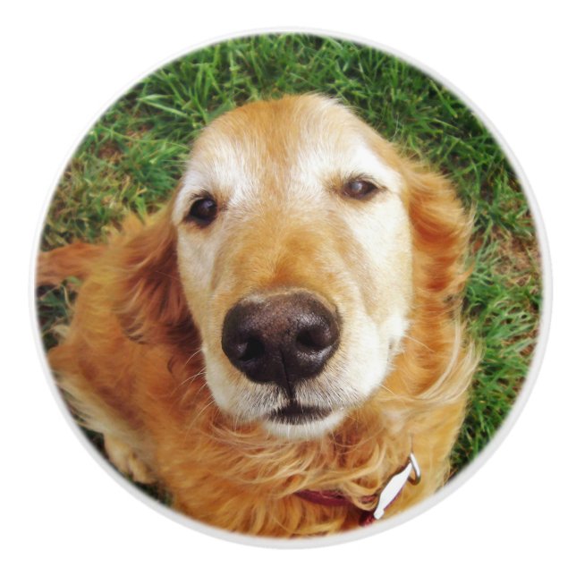 Bouton De Porte En Céramique Golden Retriever (Devant)