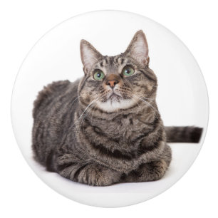 Bouton De Porte En Céramique Gray Tabby Cat