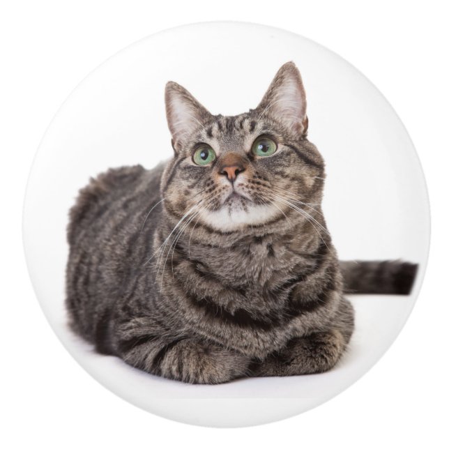 Bouton De Porte En Céramique Gray Tabby Cat (Devant)