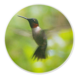 Bouton De Porte En Céramique Homme Ruby Throat Hummingbird