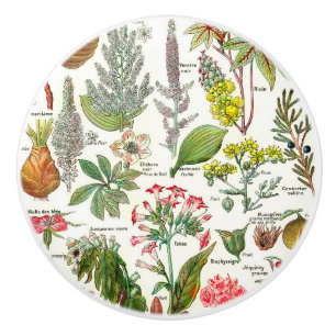 Bouton De Porte En Céramique Illustrations botaniques