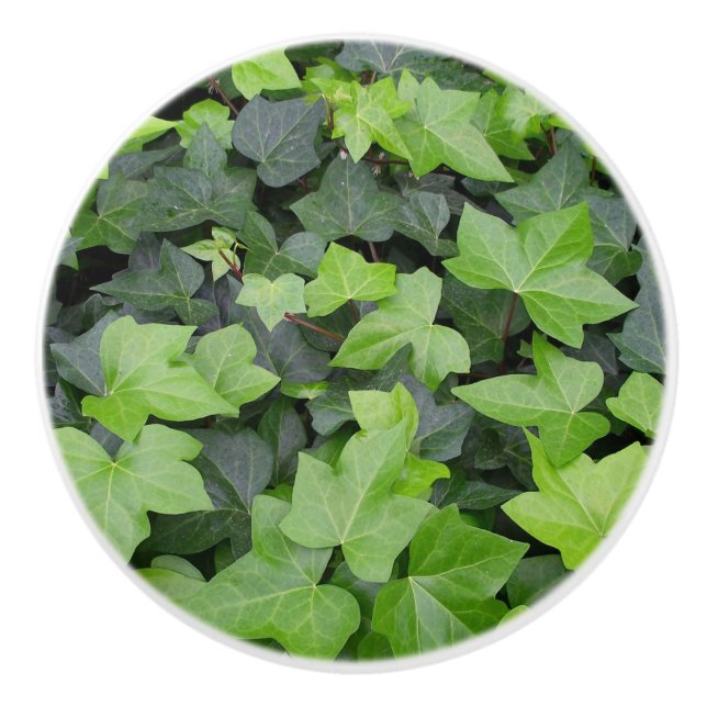 Bouton De Porte En Céramique Impression botanique verte Ivy (Devant)