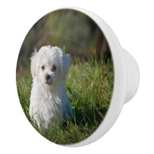 Bouton De Porte En Céramique Joli chiot blanc