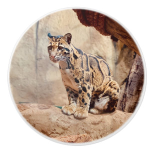 Bouton De Porte En Céramique léopard nébuleux image nature faune exotique