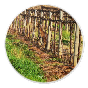 Bouton De Porte En Céramique Maman Kangourou Dans Les Grapevines,