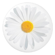 marguerite blanche
