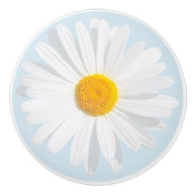 marguerite blanche