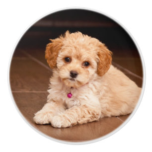 Bouton De Porte En Céramique Mélange de caniche de bébé ou chiot maltais de