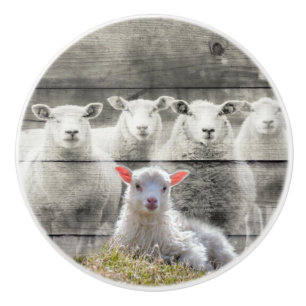 Bouton De Porte En Céramique Mouton d'agneau de bébé