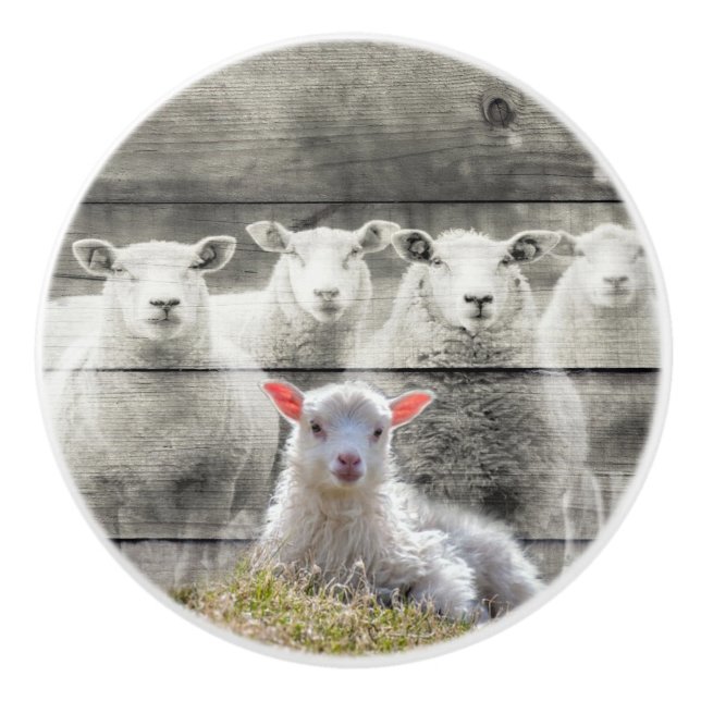 Bouton De Porte En Céramique Mouton d'agneau de bébé (Devant)