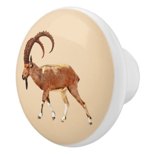 Bouton De Porte En Céramique Nubian Ibex - Ein Gedi