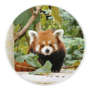 Bouton De Porte En Céramique Panda roux