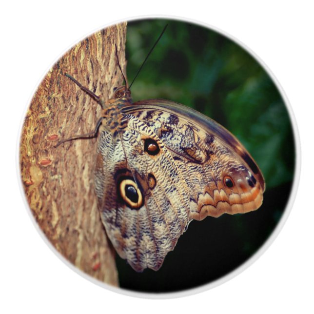 Bouton De Porte En Céramique Papillon de hibou Brown  (Devant)