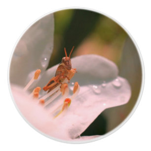 Bouton De Porte En Céramique Petit Grasshopper Sur Fleur Azalée Blanche