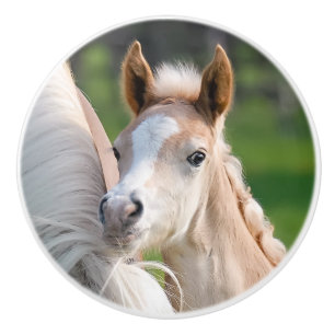 Bouton De Porte En Céramique Photo animale de poulain mignon de bébé de cheva