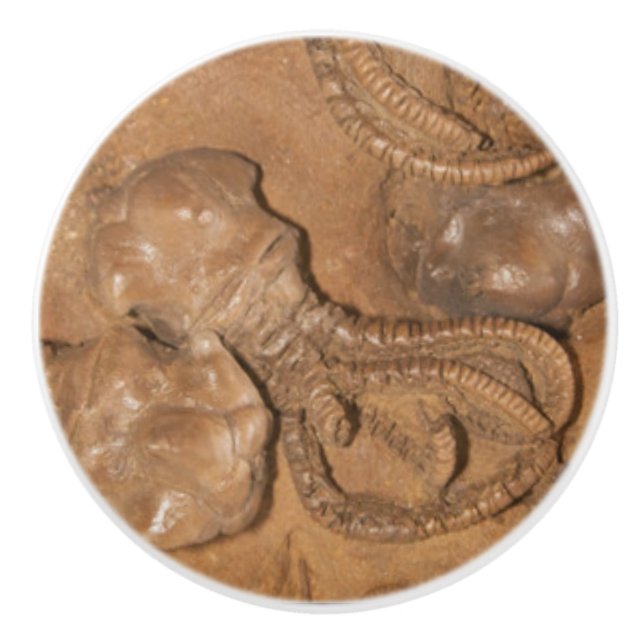 Bouton De Porte En Céramique Photo de Fossil Sandstone (Devant)