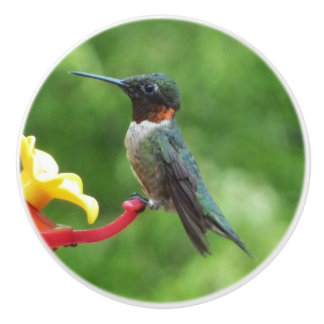 Bouton De Porte En Céramique Photographie d'oiseau de colibri à gorge rubis