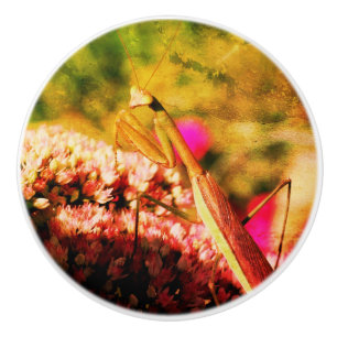 Bouton De Porte En Céramique Prier Mantis Sur Sedum Fleur Abstrait Grunge