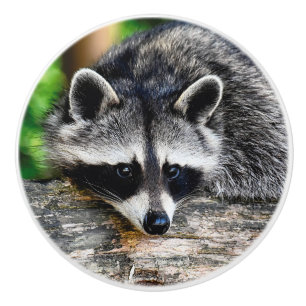 Bouton De Porte En Céramique Raccoon 003