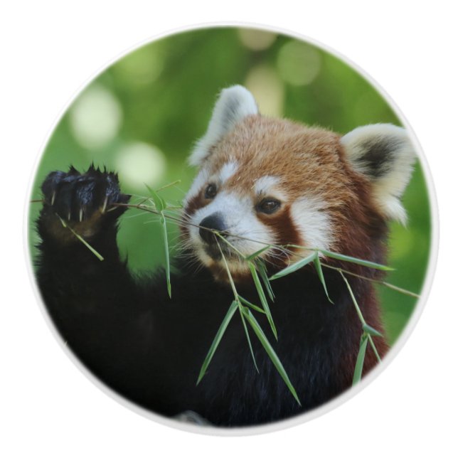 Bouton De Porte En Céramique RedPanda 002 (Devant)
