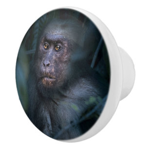 Bouton De Porte En Céramique Singe dans la jungle