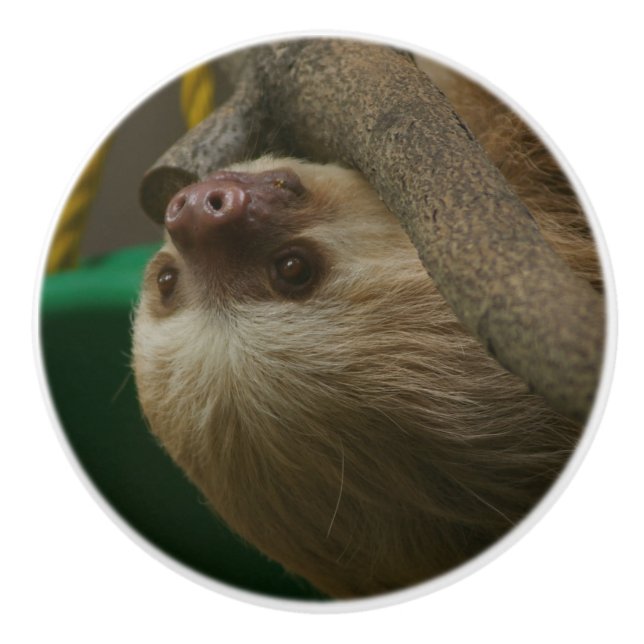 Bouton De Porte En Céramique Sloth (Devant)