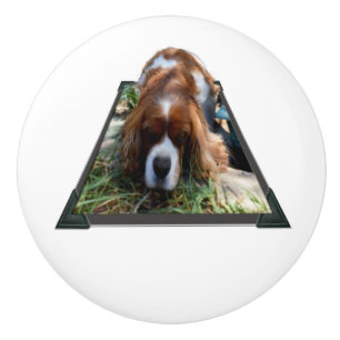 Bouton De Porte En Céramique Sooké Visage Cavalier Spaniel Popout Art,