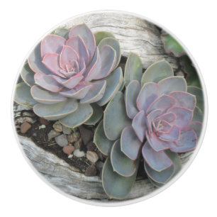 Bouton De Porte En Céramique Succulent Ceramic Knob