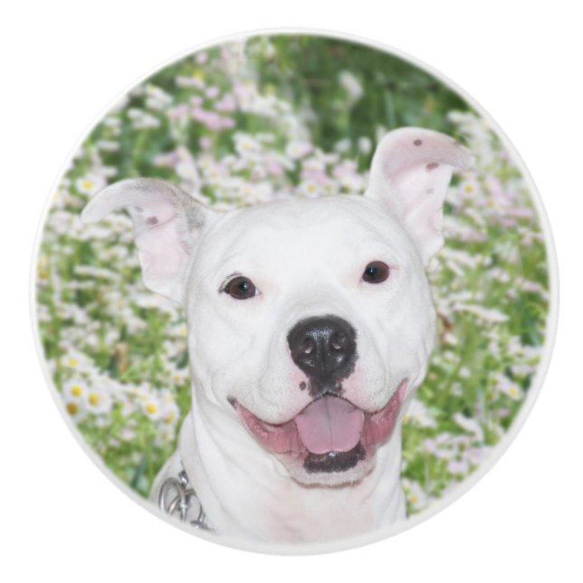 Bouton De Porte En Céramique Terrier blanc heureux de pitbull (Devant)