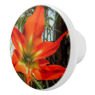 Bouton De Porte En Céramique Tirage en céramique d'Amaryllis en gros plan