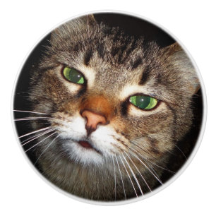Bouton De Porte En Céramique Traction de chat tigré