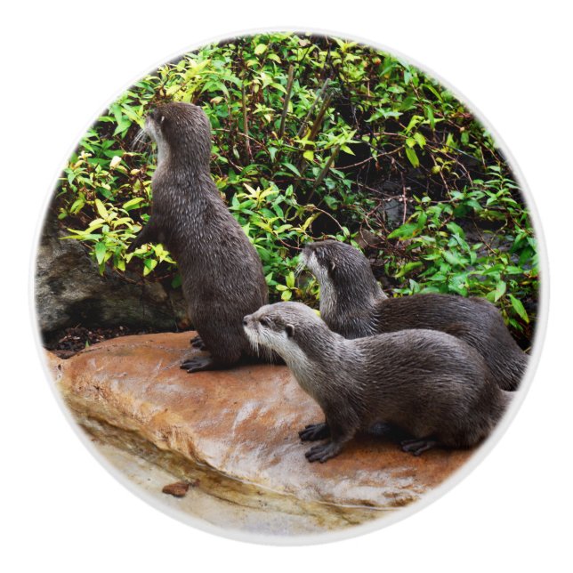 Bouton De Porte En Céramique Trois Otter Adorables, (Devant)