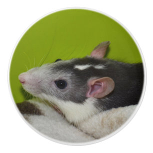 Bouton de raboteuse de rat d'animal familier