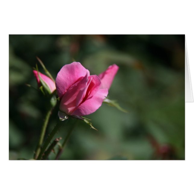 Bouton de Rose (Devant Horizontal)