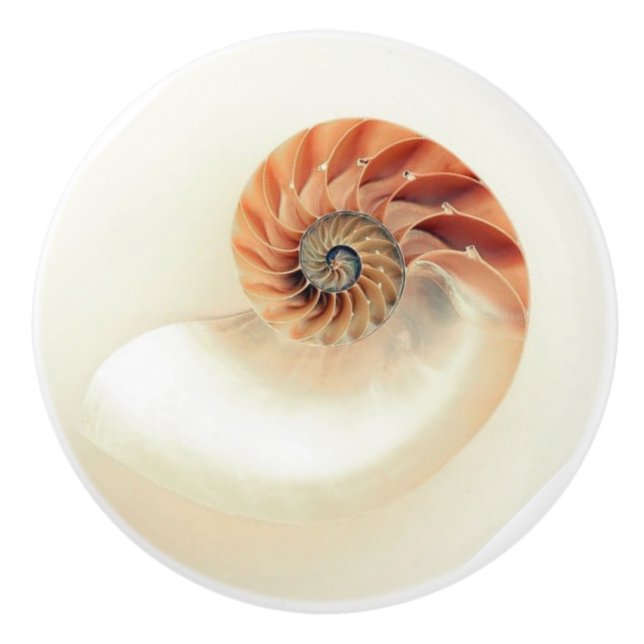 Bouton en céramique à coque de naustilus exquis (Devant)
